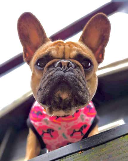 Caren B hondenshirt Rocking Horse