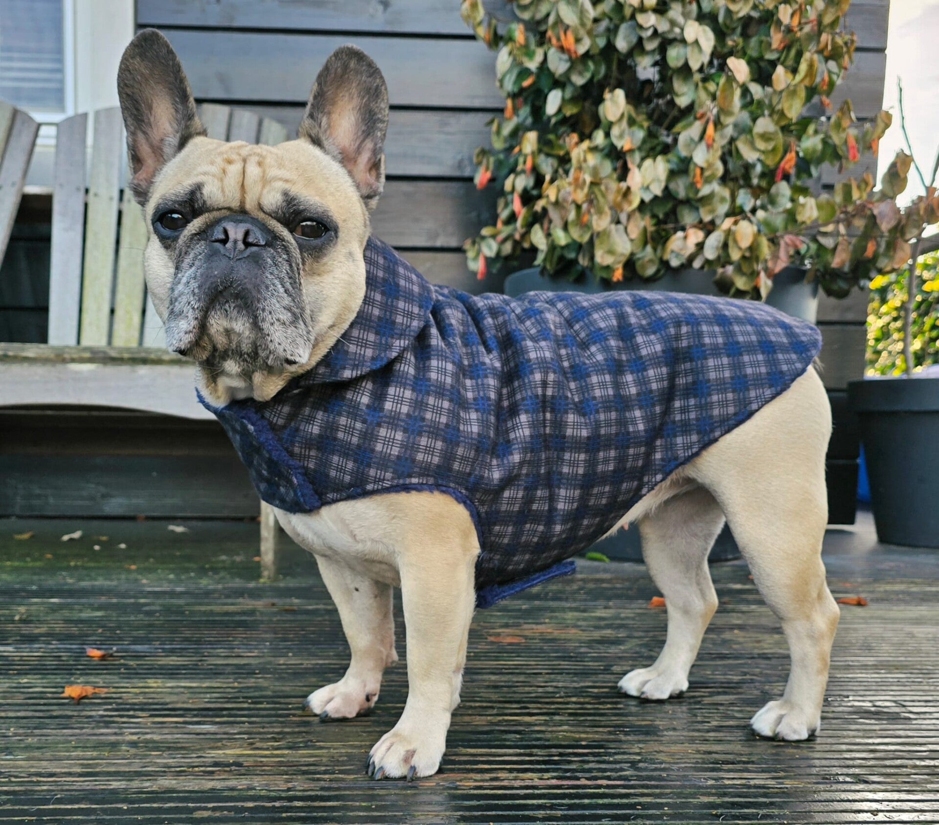 Caren B hondenjas Classy Blue Maxim