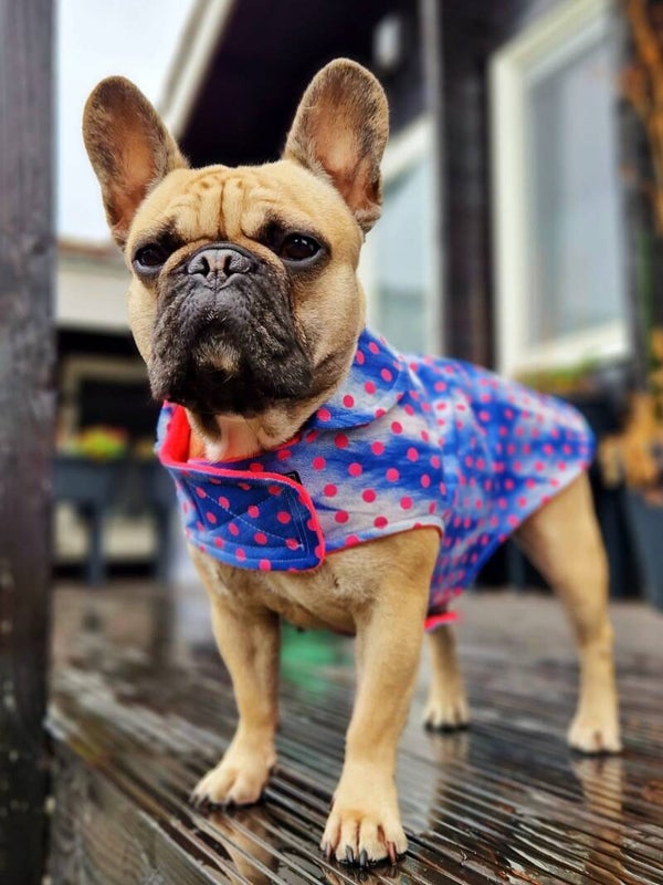 Caren B hondenjas Pink dots