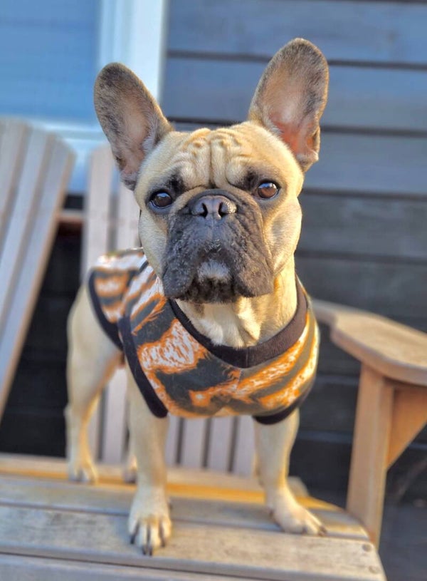 Caren B Hondenshirt Savanna