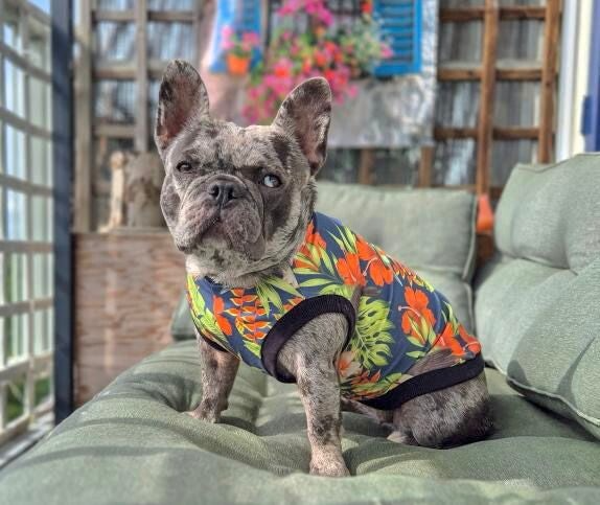Caren B Hondenshirt Jungle