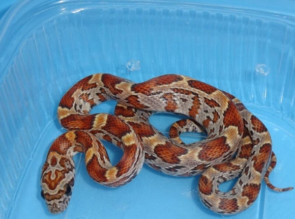 Sunkissed Corn Snake baby