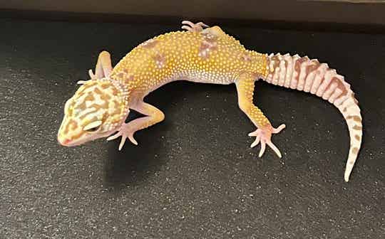 Hypo Melanistic leopard gecko