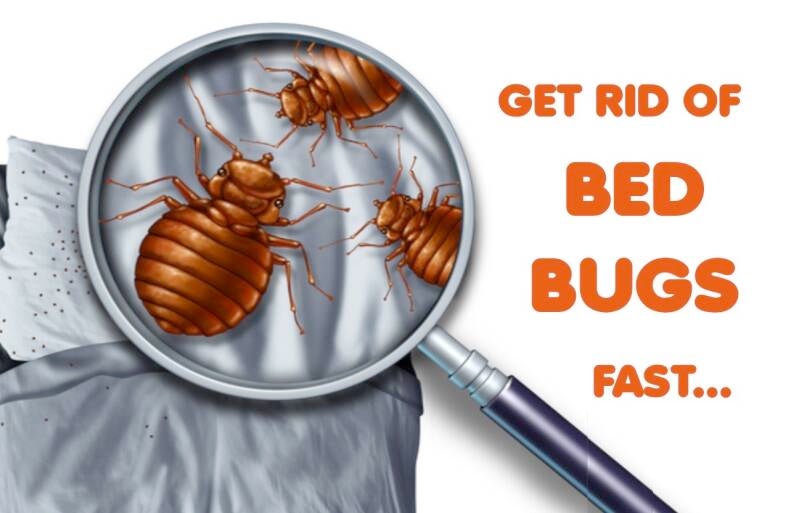 Bedbudg control treatment for homes and businesses 