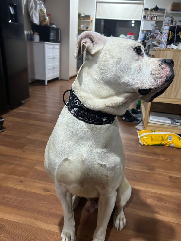 Black Gothic Fabric Collar