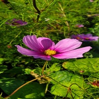blumen01-standard.jpg