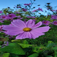 blumen02-standard.jpg