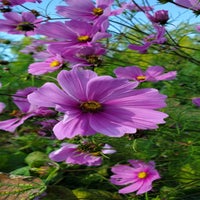 blumen03-standard.jpg