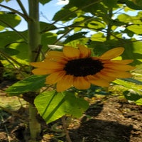 blumen04-standard.jpg