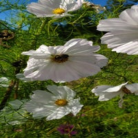 blumen06-standard.jpg