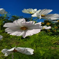 blumen07-standard.jpg