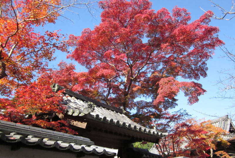 Amanosan Kongoji Temple  Kawachinagano City