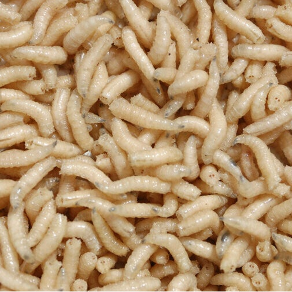 Castermaden  Verpakt