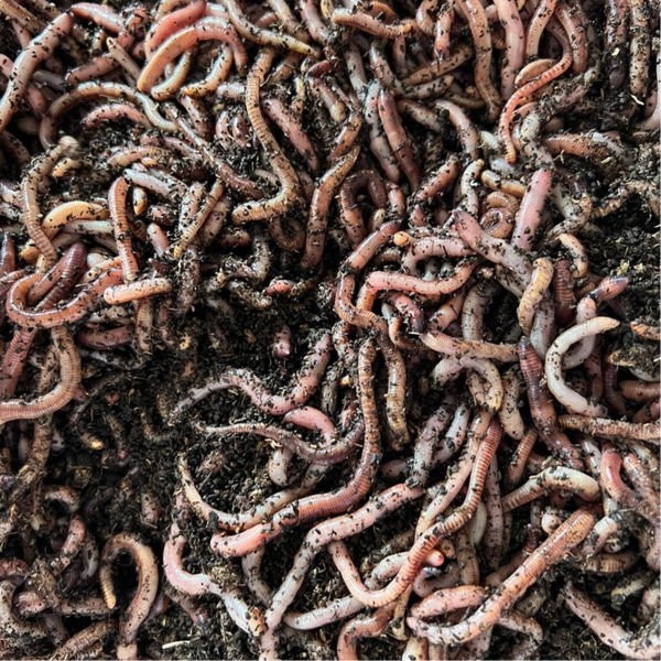 KNIP PIEREN ( DENDROBENA )