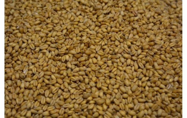 Gekookte Tarwe