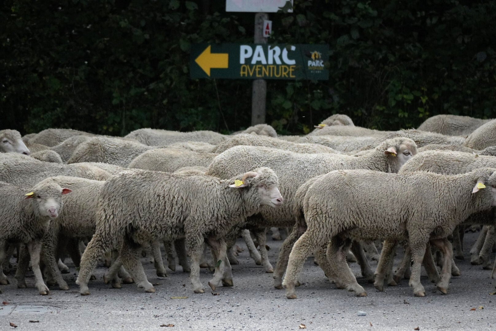 Photo artistique d'un troupeau de mouton à Bourg d'Oisans
