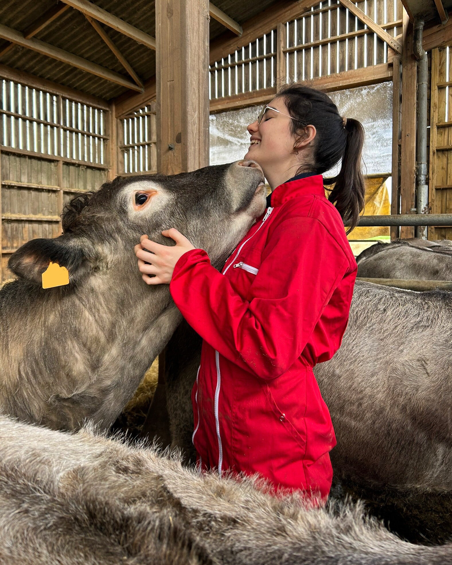 ostéopathe bovin bordeaux