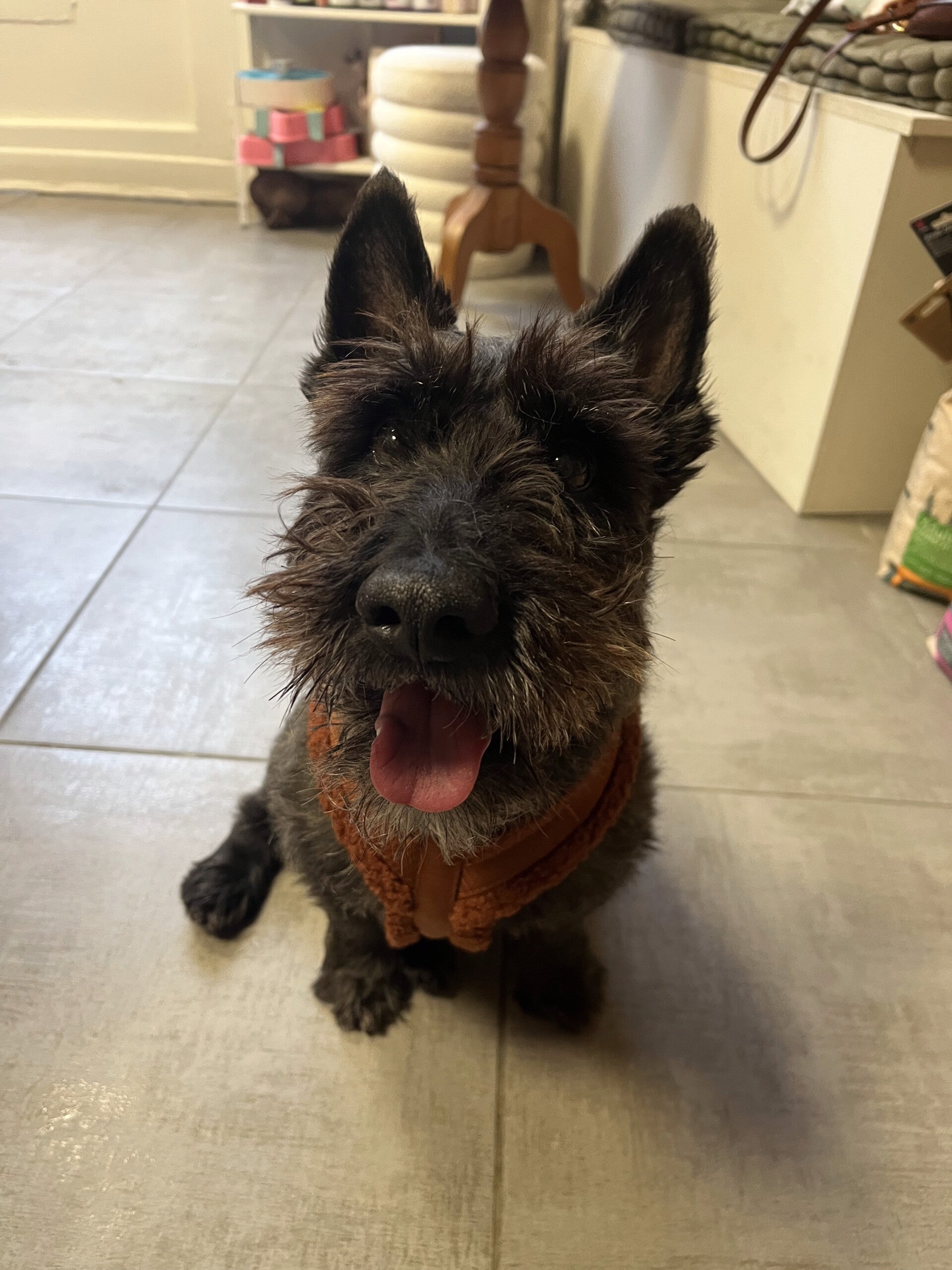 ostéopathe animalier arcachon