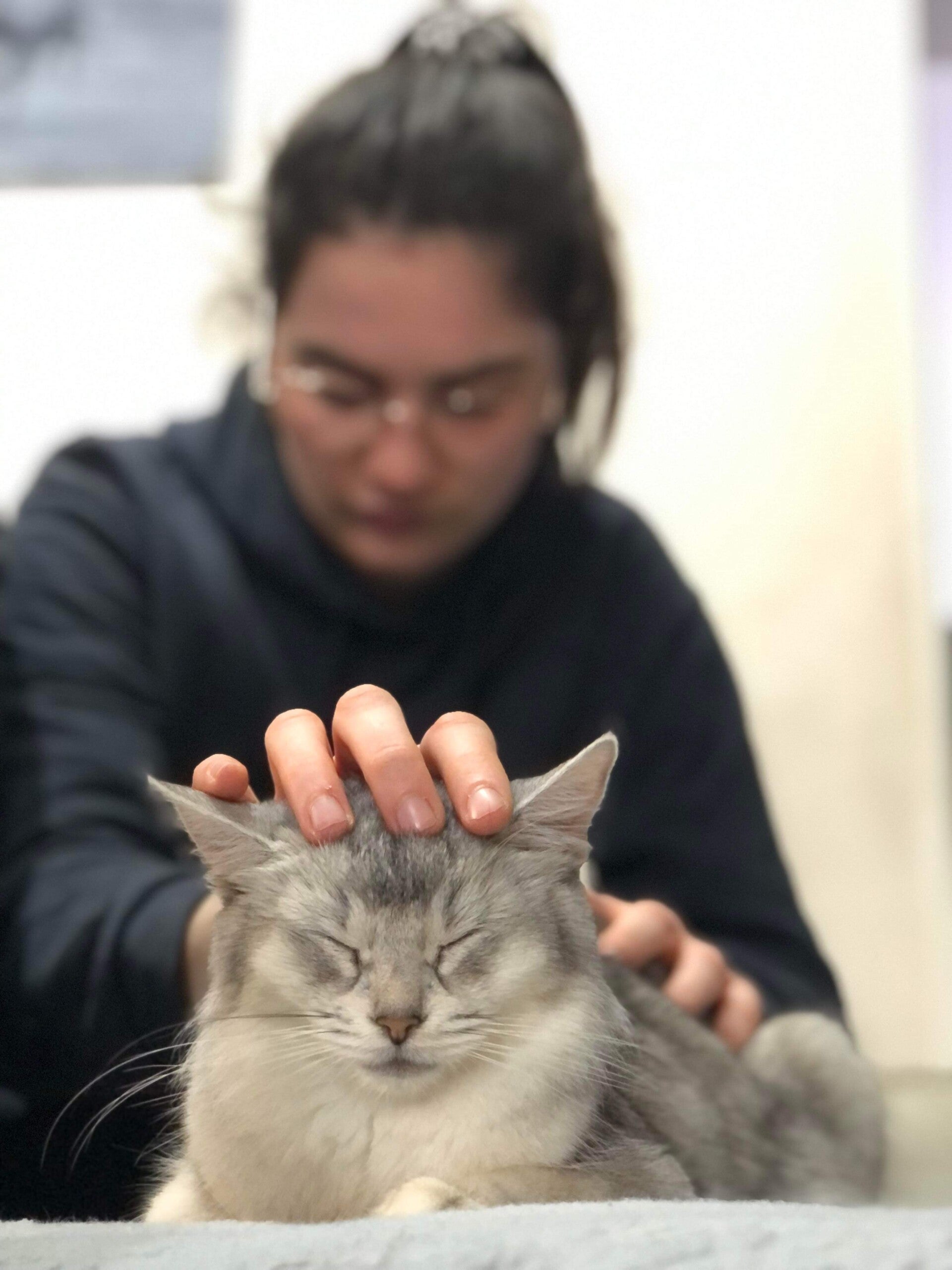 ostéopathe pour chat Bordeaux