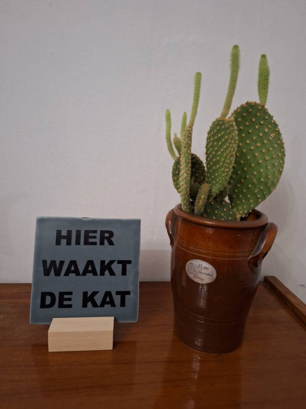 HIER WAAKT DE KAT