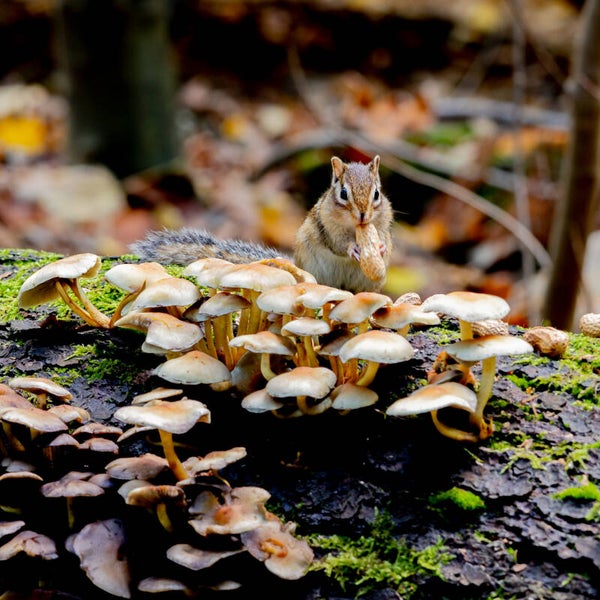 De Syberische eekhoorn