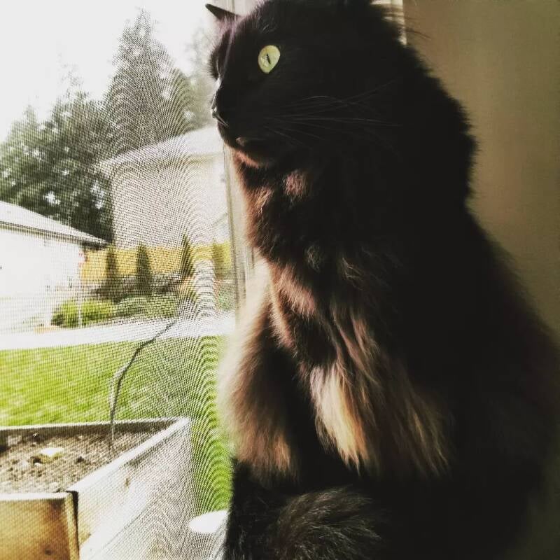 black cats, cat nail trims, cat nail trim nanaimo, cat nail trim near me, mobile pet service near me, mobile pet services nanaimo, emergency transport, pet transport