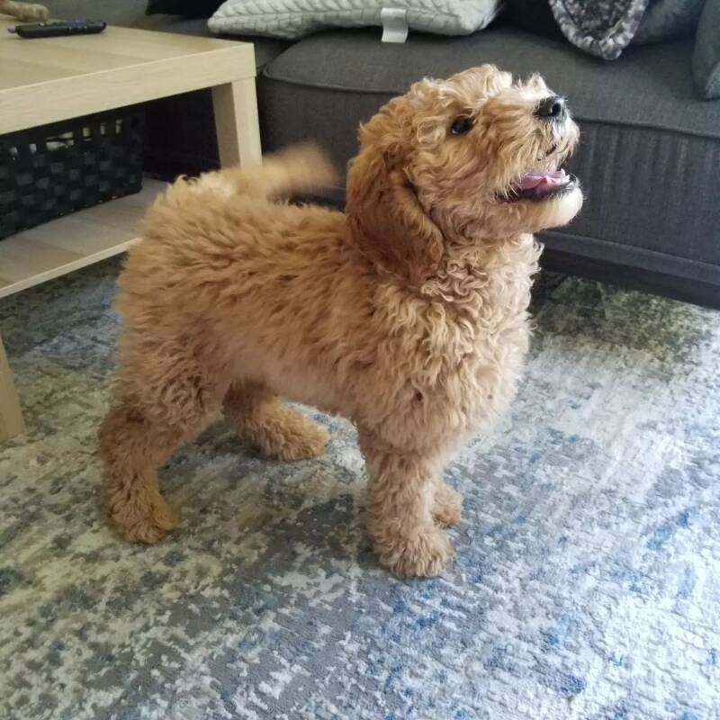 dog grooming, petsitting, dog sitting, nanaimo pet sitter, goldendoodle, mobile grooming near me