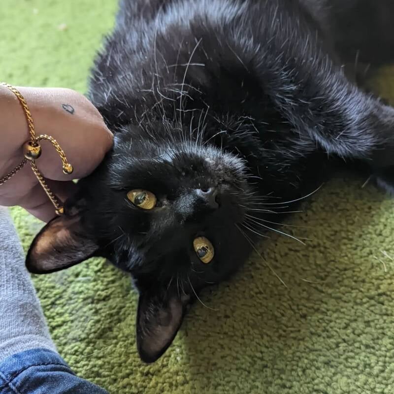 diabetic cat, insulin injection, cat sitting, in home medication, nanaimo pet sitting, mobile pet services