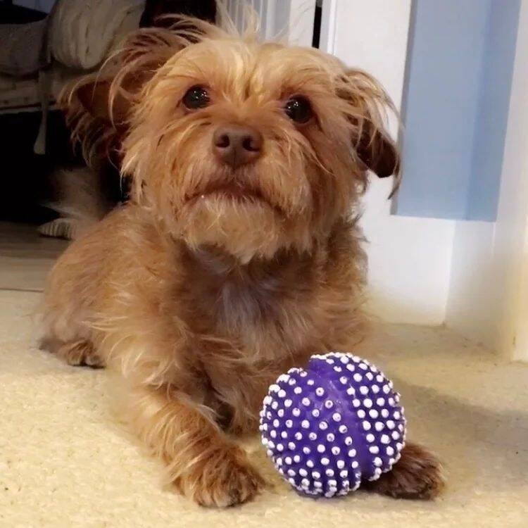 dog medication, insulin injection, diabetic dog, in home medications, mobile pet services