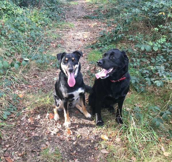 2 chiens de compagnie
