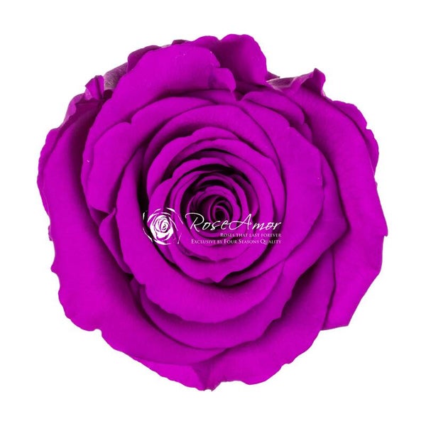 Purple Palette