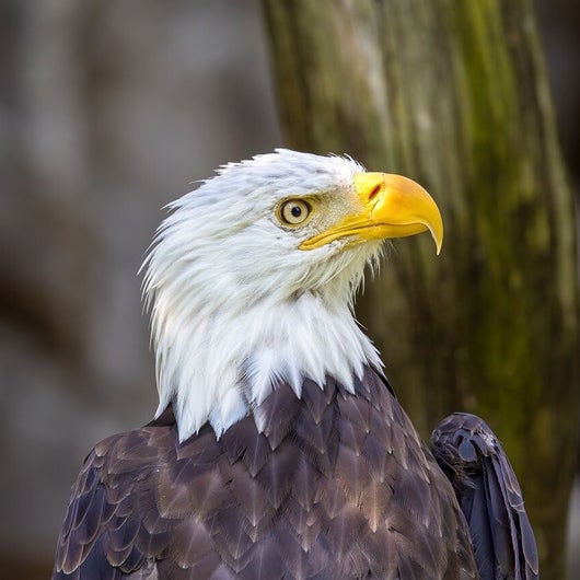 Weiskopfseeadler für das Tierschutzgesetz