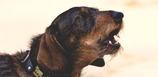 Dachshund der Jagdhund mit Halsband und bellt