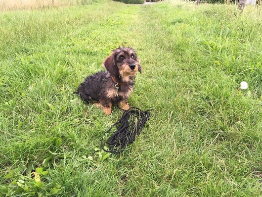 Dackel Dachshund im Feld mit Schweißleine