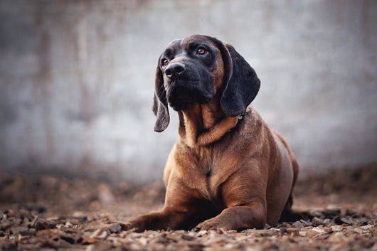 Schweißhund Bayrisch abgelegt am Weg