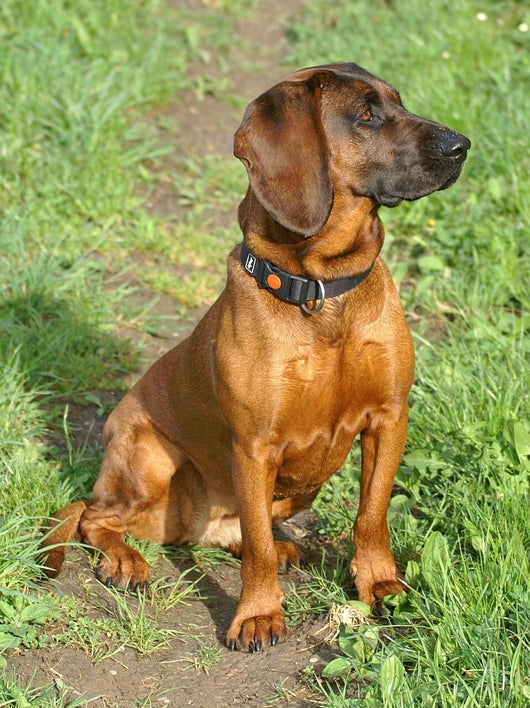 Gebirgsschweißhund sitzend mit Halsband