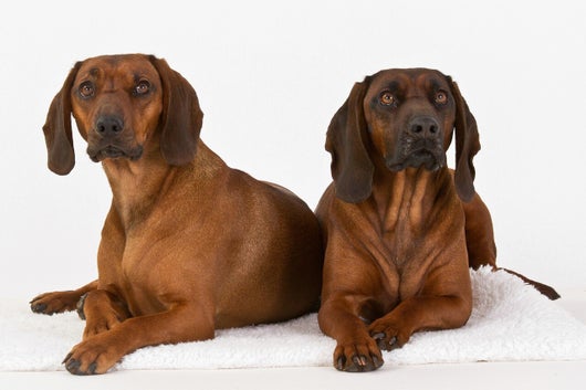 Bayerischer Gebirgsschweißhund Päarchen im Haus