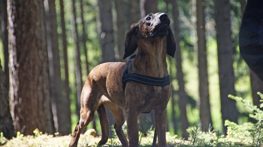 Der Jagdhund Hannoveraner bei der Jagd