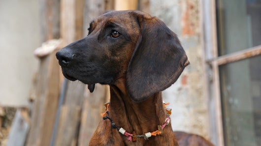 Hannoveraner der Jagdhund von der Seite mit Halsband