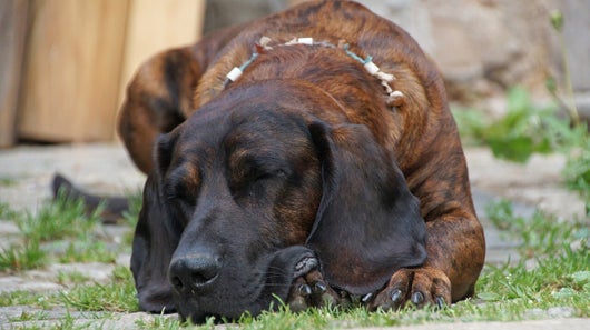Hannoverscher Schweißhund beim schlafen