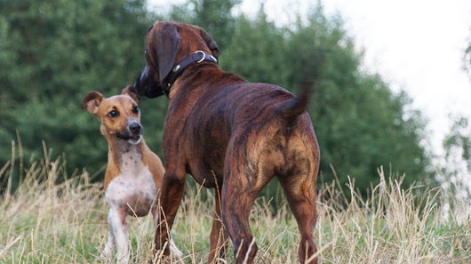 Der Hannoveraner Schweißhund mit Terrier Jagdhund