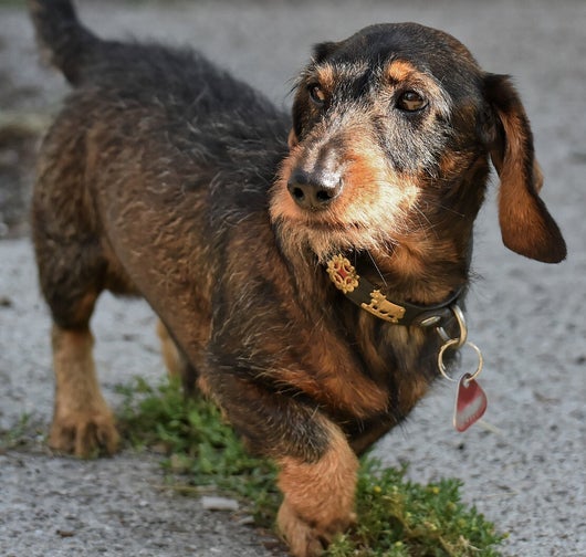 Rauhaardackel mit Halsband vor dem haus