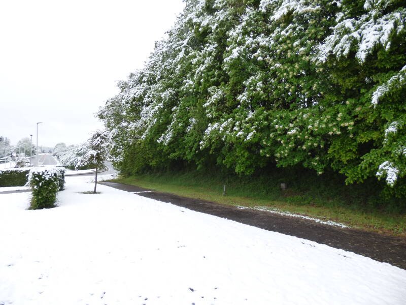 Sneeuwfoto met het contrast tussen de sneeuw en de bomen in blad.