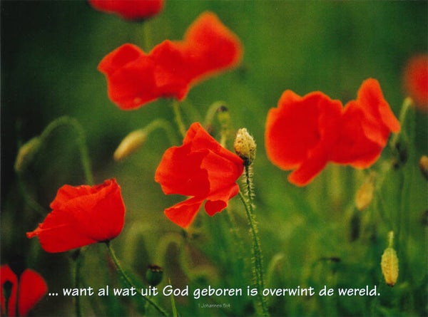 Poster 34028  -  1 Johannes 5:4