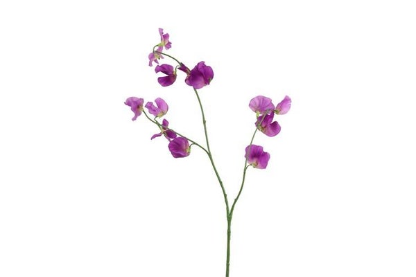 Zijdebloem Lathyrus oradus magneta
