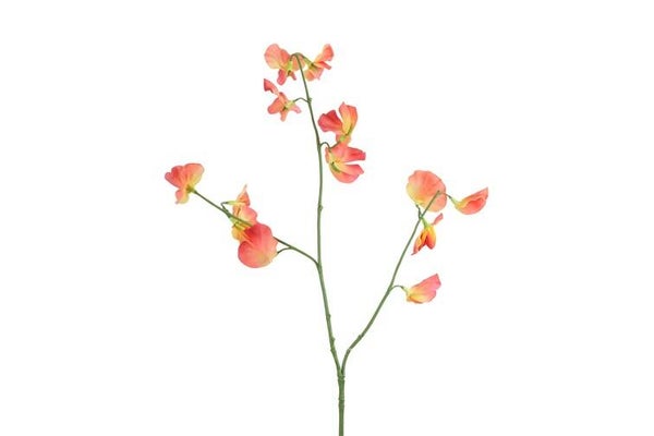Zijdebloem Lathyrus oradus zalm