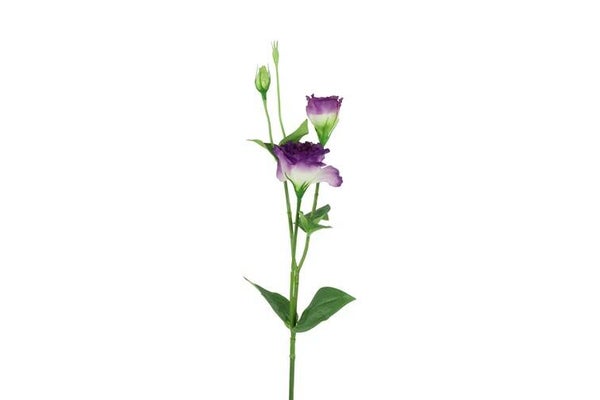 Zijdebloem Lisianthus S paars