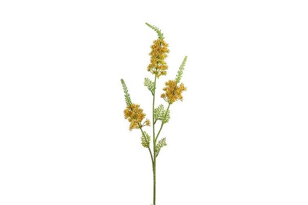 Zijdebloem Eremurus oranje