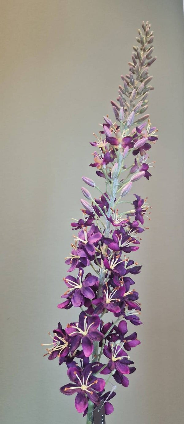 Zijdebloem Eremurus paars