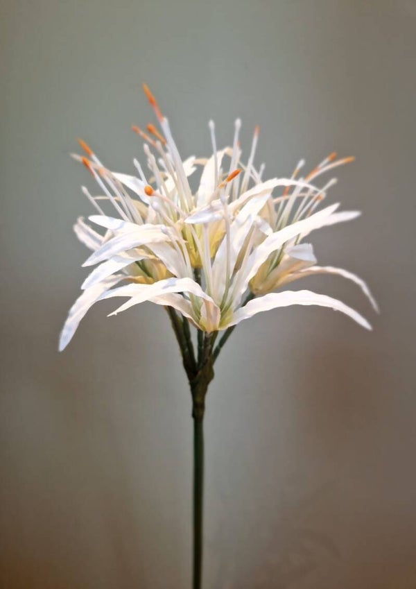 Zijdebloem Lycoris radiata wit